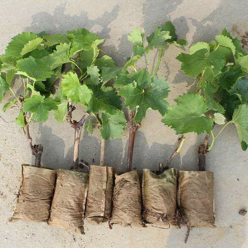 巨峰葡萄树苗南北方种植爬藤植物夏黑葡萄当年结果盆栽地栽