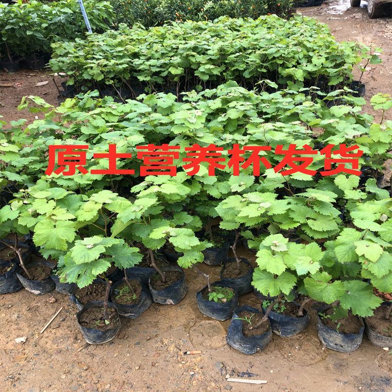 巨峰葡萄树苗南北方种植爬藤植物夏黑葡萄当年结果盆栽地栽