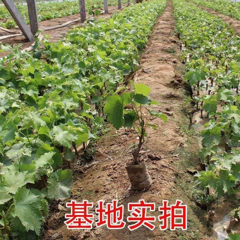 巨峰葡萄树苗南北方种植爬藤植物夏黑葡萄当年结果盆栽地栽