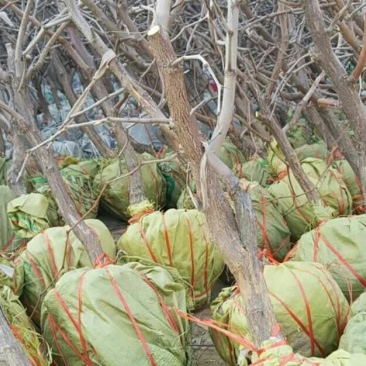 枣树苗基地一手货源，成活率高规格齐全
