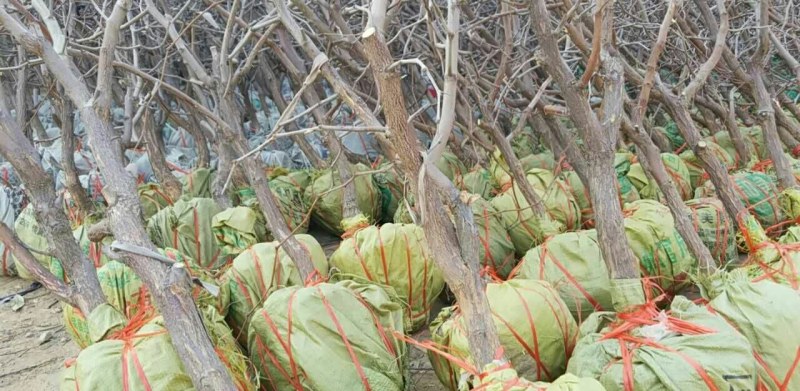 枣树苗基地一手货源，成活率高规格齐全
