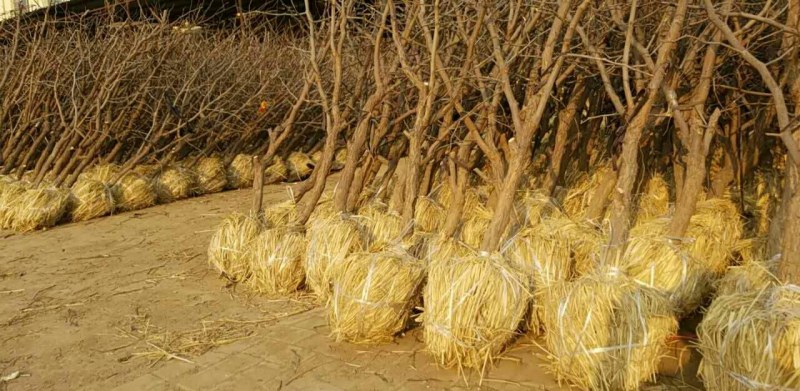 枣树苗基地一手货源，成活率高规格齐全