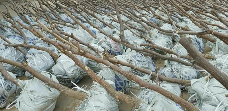 枣树苗基地一手货源，成活率高规格齐全