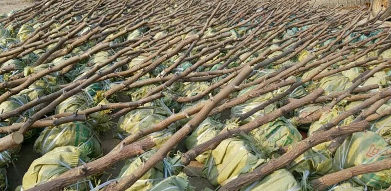 枣树苗基地一手货源，成活率高规格齐全