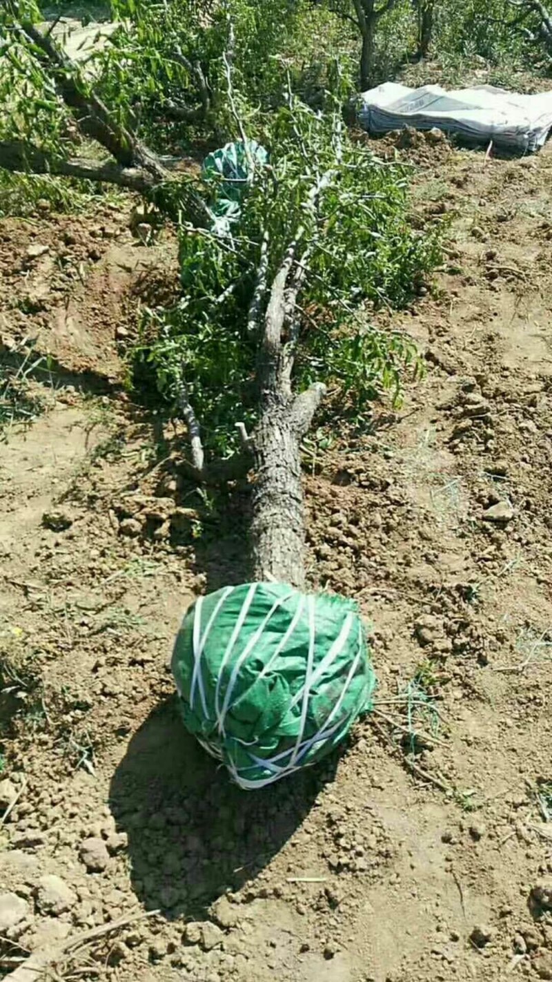 枣树苗基地一手货源，成活率高规格齐全
