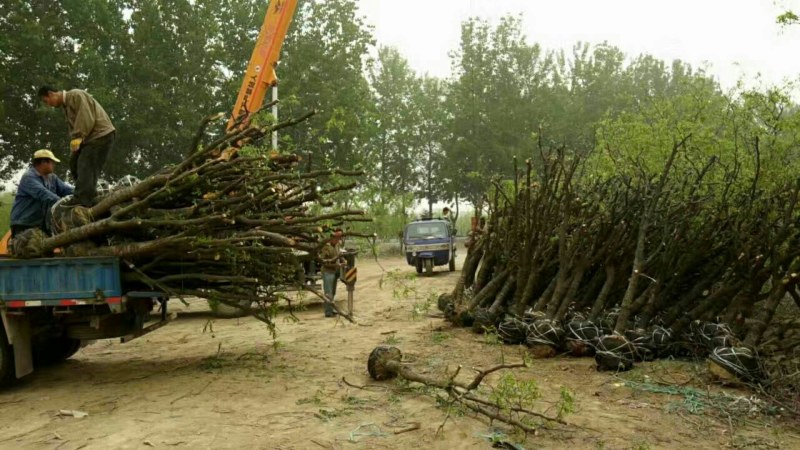 枣树苗基地一手货源，成活率高规格齐全