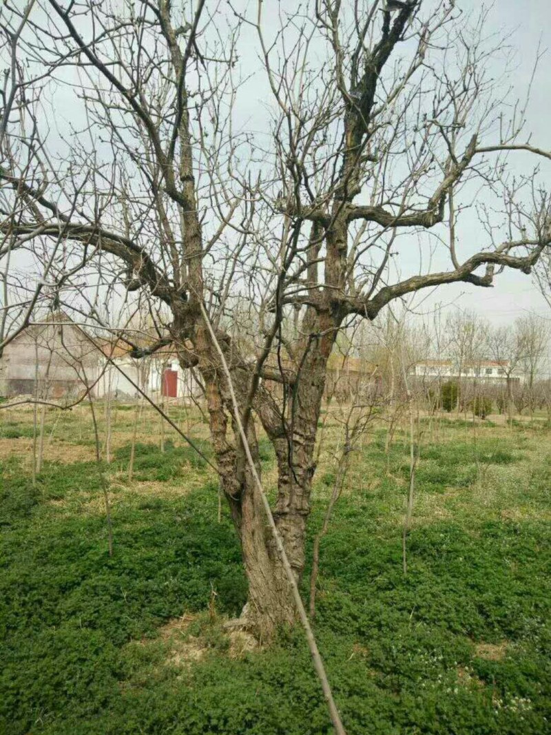 枣树苗基地一手货源，成活率高规格齐全