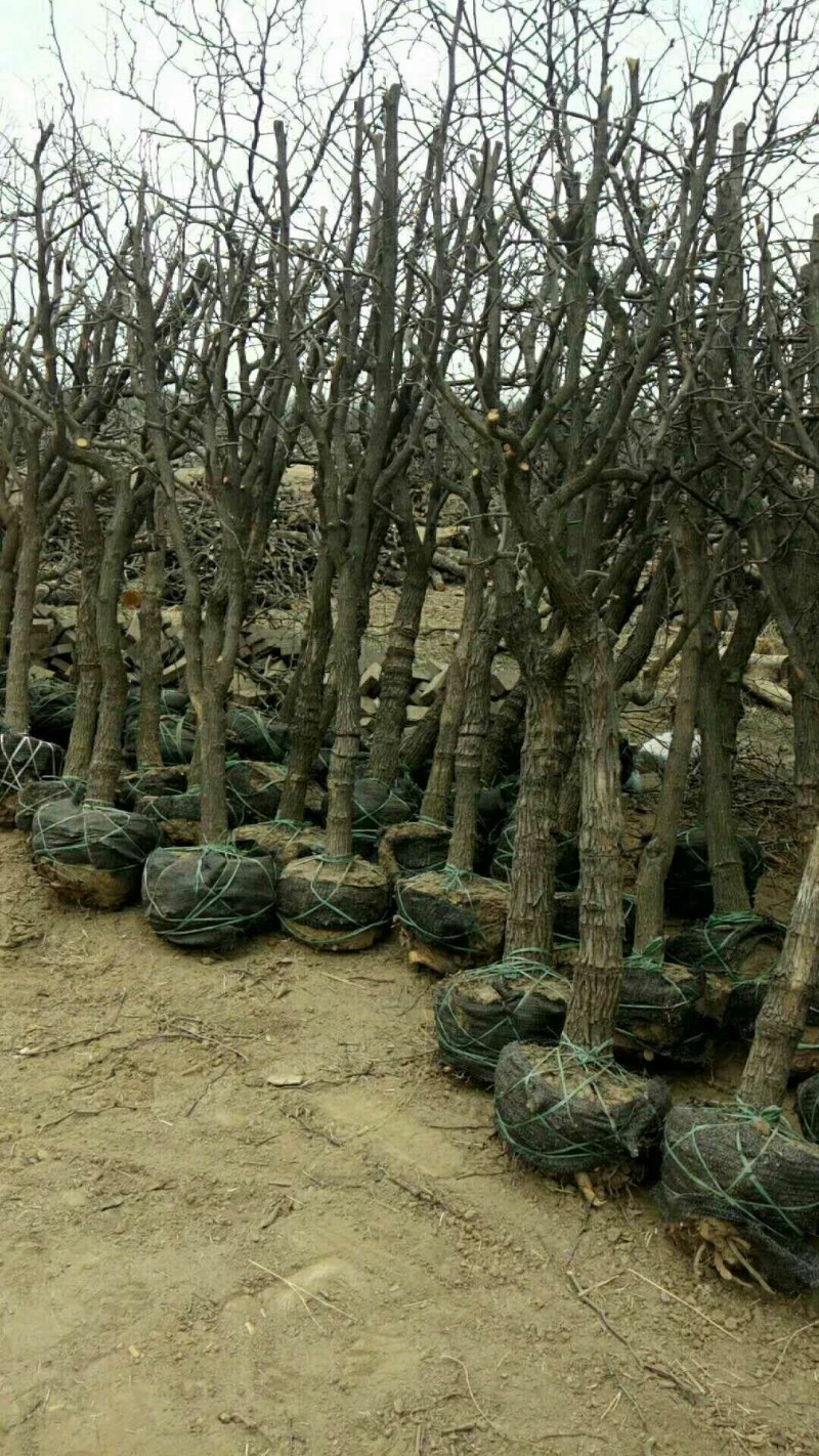 枣树苗基地一手货源，成活率高规格齐全