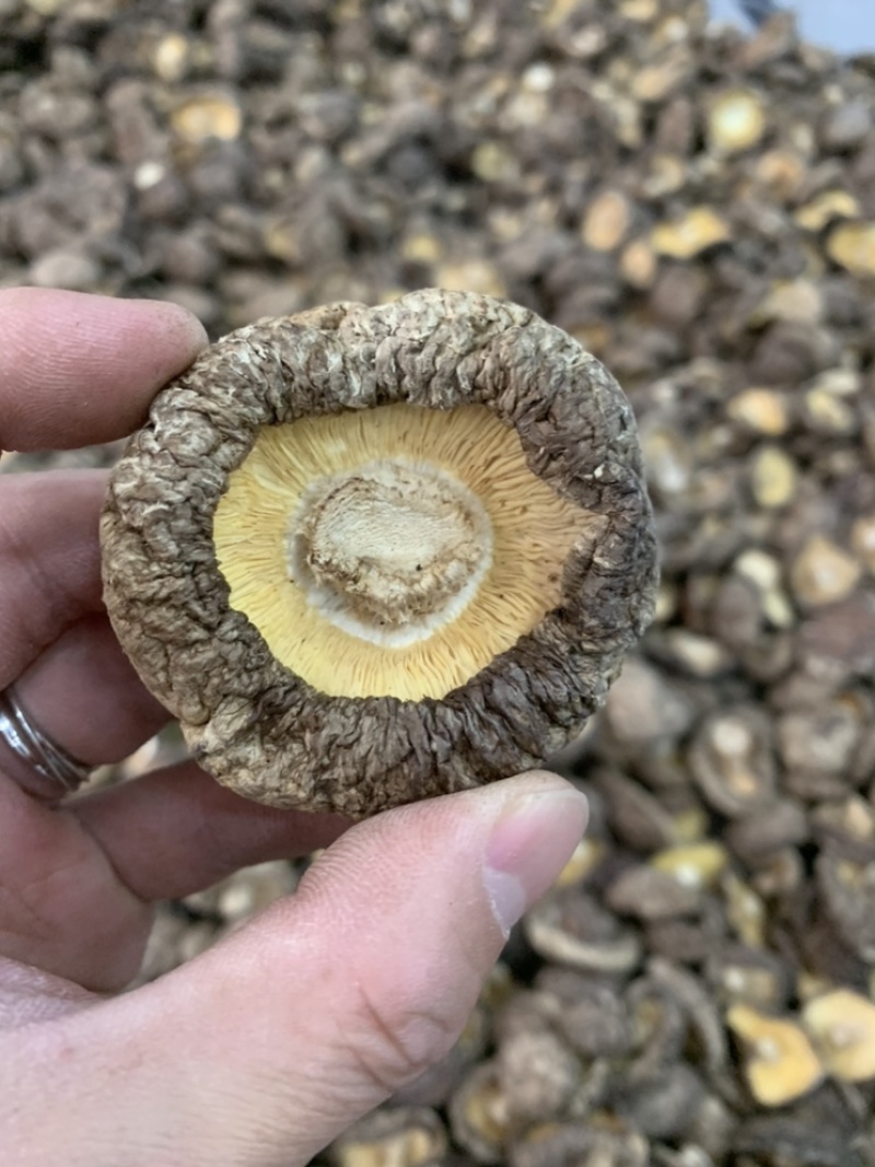 干香菇肉厚一手货源【优质商家，产地直销，供你选择】