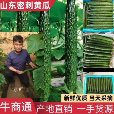 沂南黄瓜短巴密刺原产地发货顶花带刺代发全国