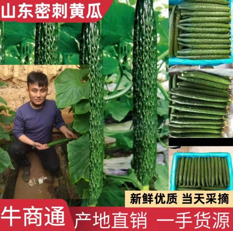 【优质】精选沂南密刺亮条黄瓜条形好量大价优代发全国