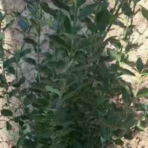 卫矛卫矛球支持视频看货保质保量