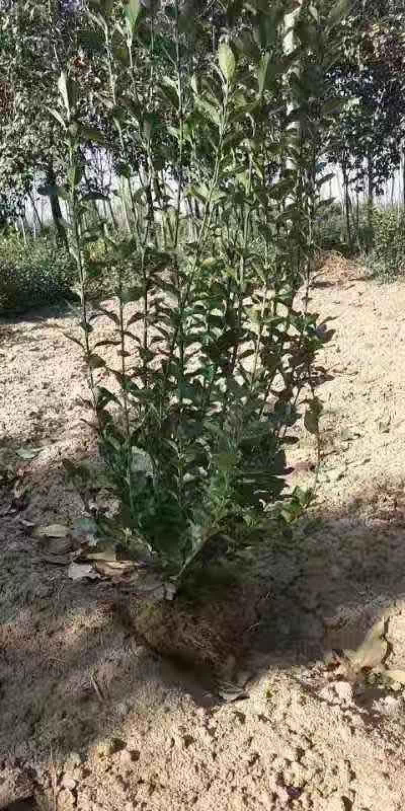 卫矛卫矛球支持视频看货保质保量