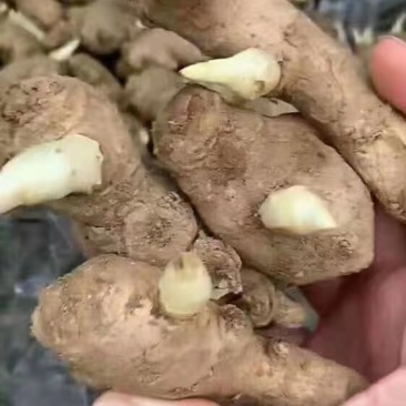 姜种，姜种代催芽，脱毒抗病毒产量高，全国发货质量保证