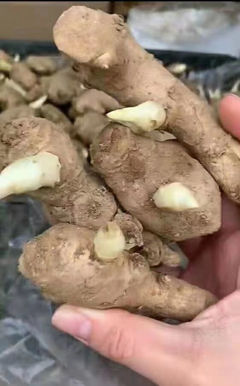 姜种，姜种代催芽，脱毒抗病毒产量高，全国发货质量保证