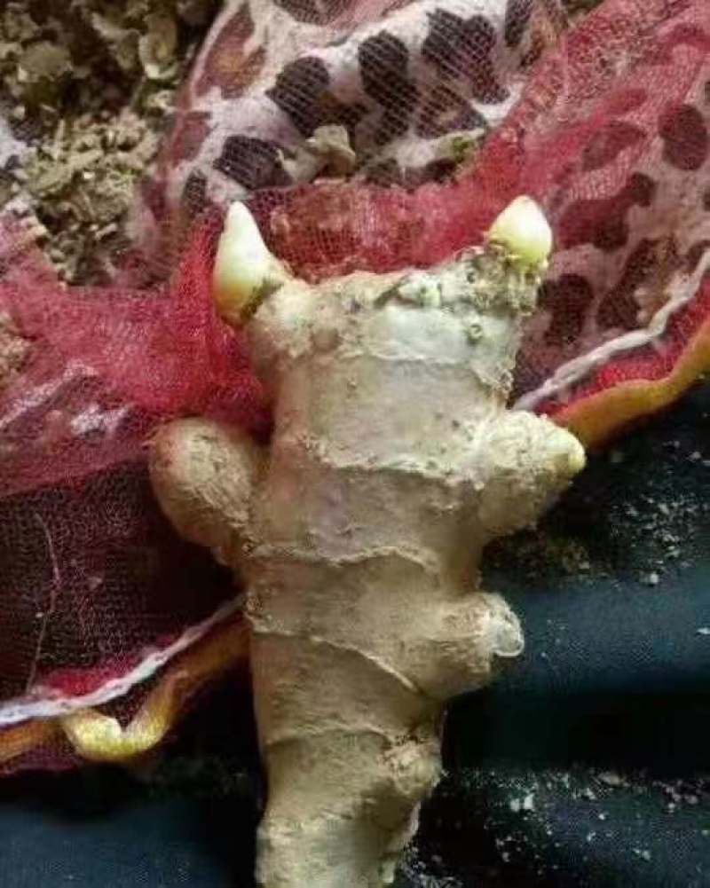 姜种，姜种代催芽，脱毒抗病毒产量高，全国发货质量保证