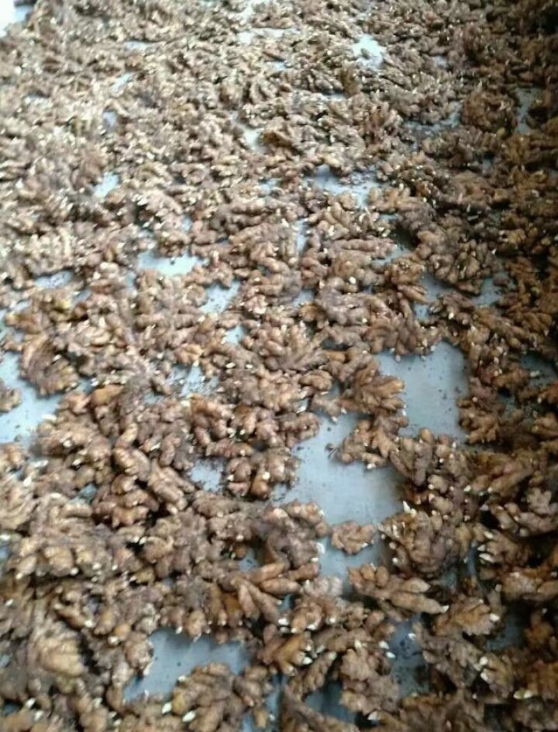 姜种，姜种代催芽，脱毒抗病毒产量高，全国发货质量保证