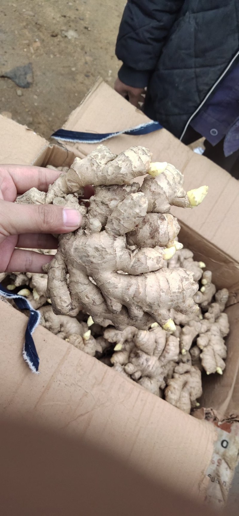 姜种，姜种代催芽，脱毒抗病毒产量高，全国发货质量保证