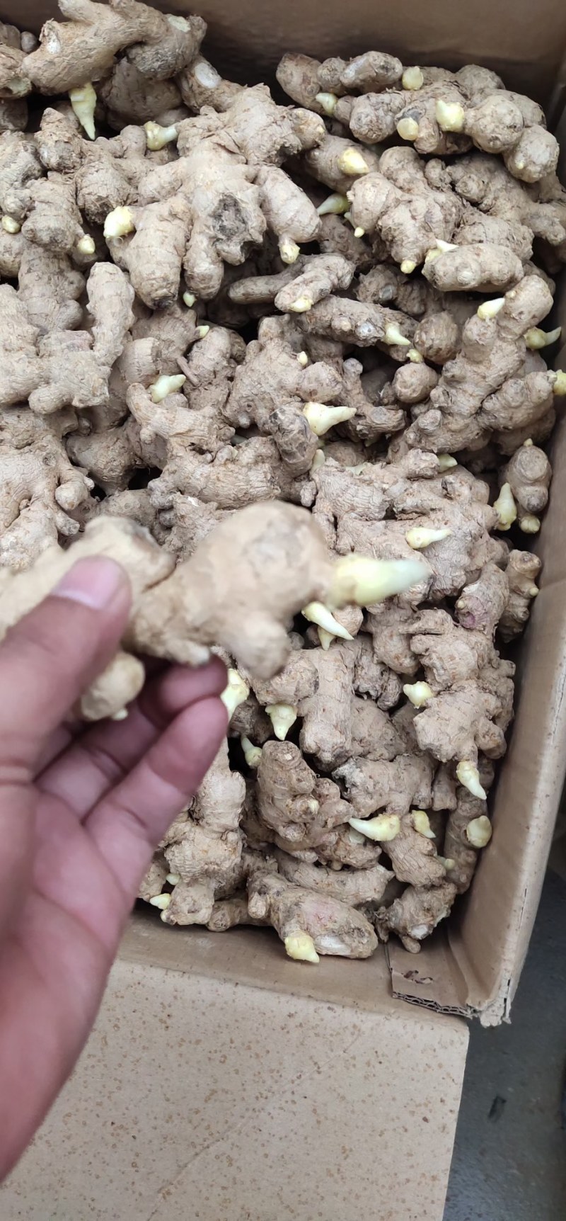 姜种，姜种代催芽，脱毒抗病毒产量高，全国发货质量保证