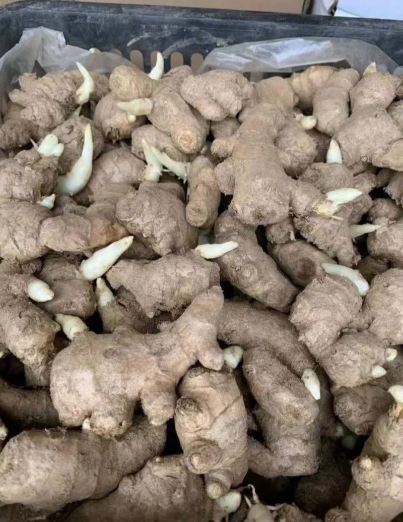 姜种，姜种代催芽，脱毒抗病毒产量高，全国发货质量保证