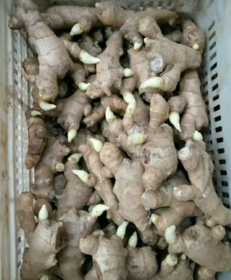姜种，姜种代催芽，脱毒抗病毒产量高，全国发货质量保证