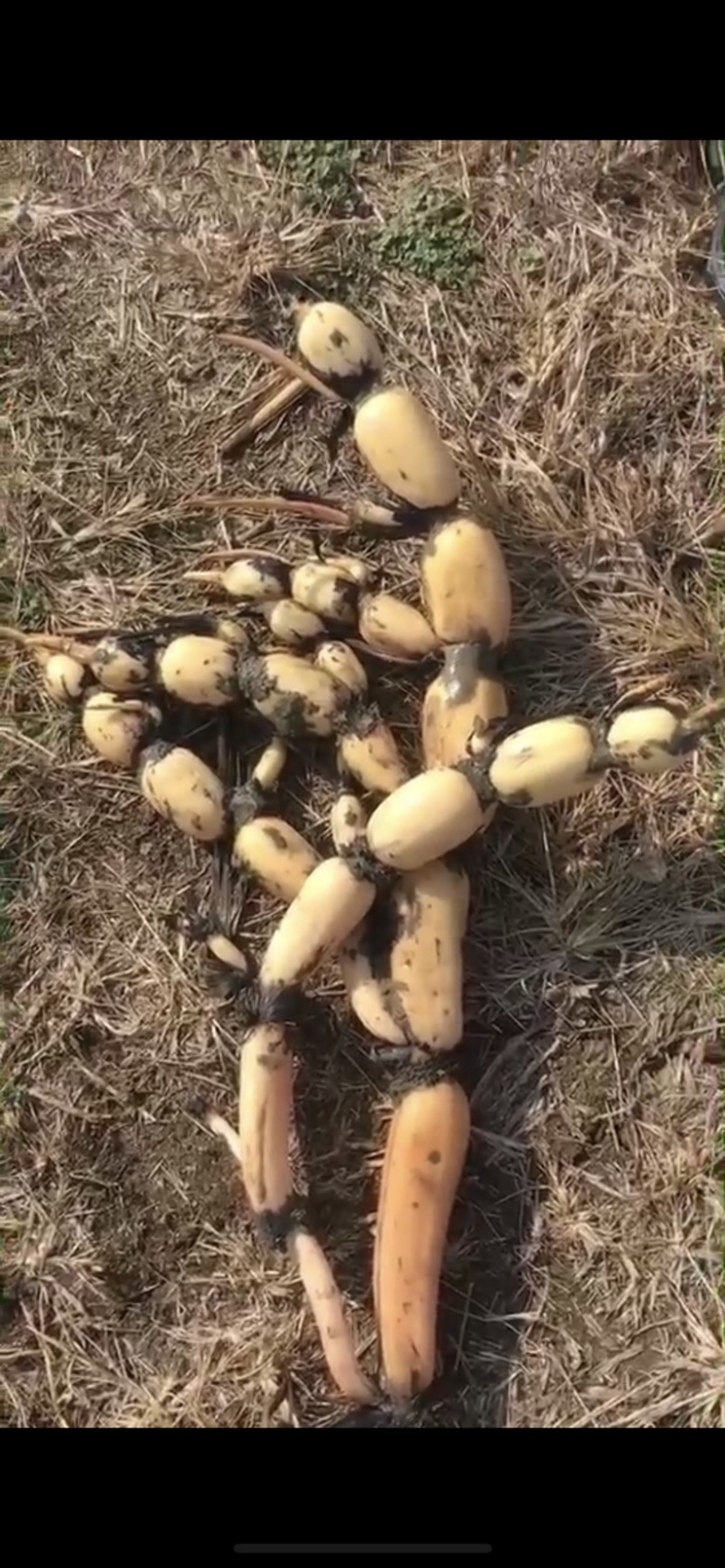 新鄂莲新5号藕种，第一年田藕苗纯度高产量高