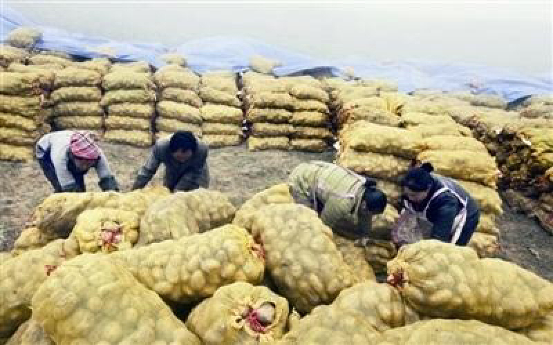 云南土豆，分批大卖，3月全国发货，代理100元起／吨
