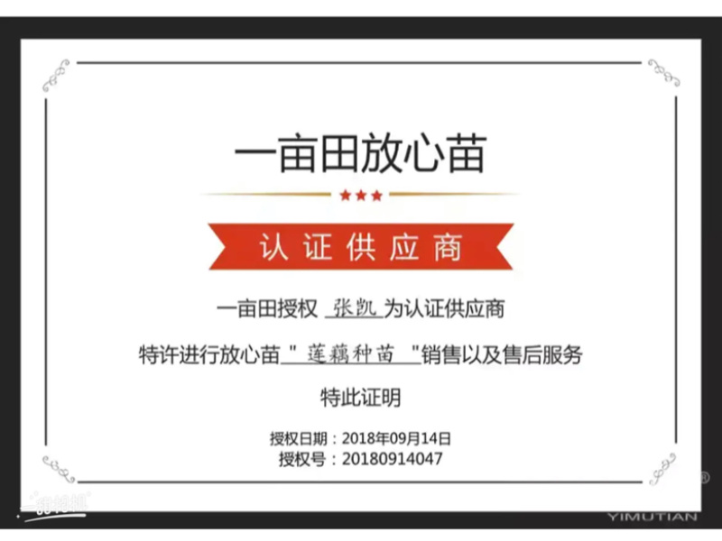新鄂莲新5号藕种，第一年田藕苗纯度高产量高