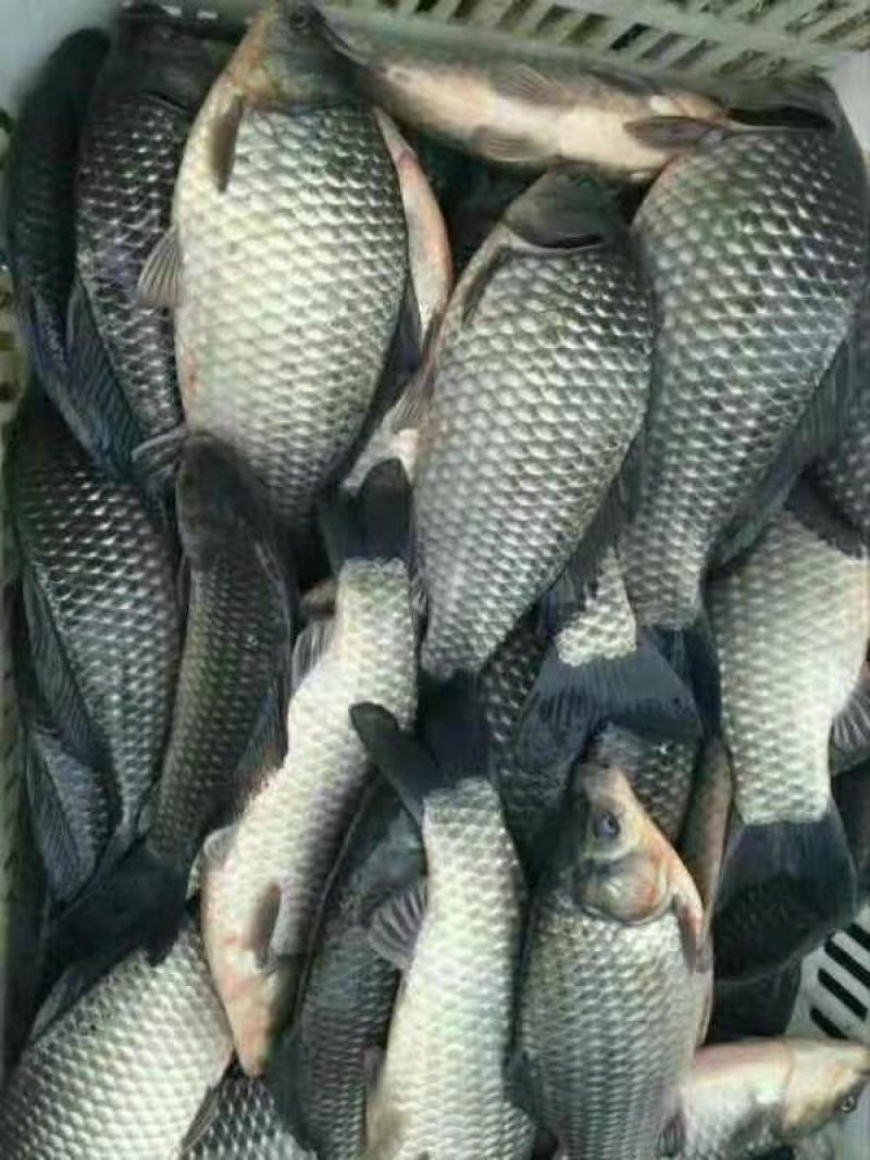 高抗清龙鲫鱼，澳洲鲫鱼，（量大从优，全程技术指导。）