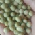 早中熟青毛豆种子大荚大粒高产抗倒伏鲜食口感好保鲜期长