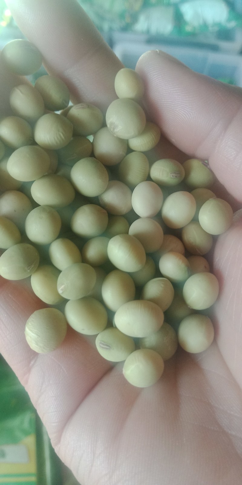 早中熟青毛豆种子大荚大粒高产抗倒伏鲜食口感好保鲜期长