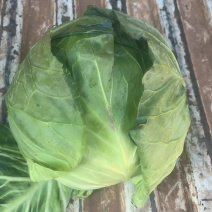 甘蓝现砍现装有二十亩