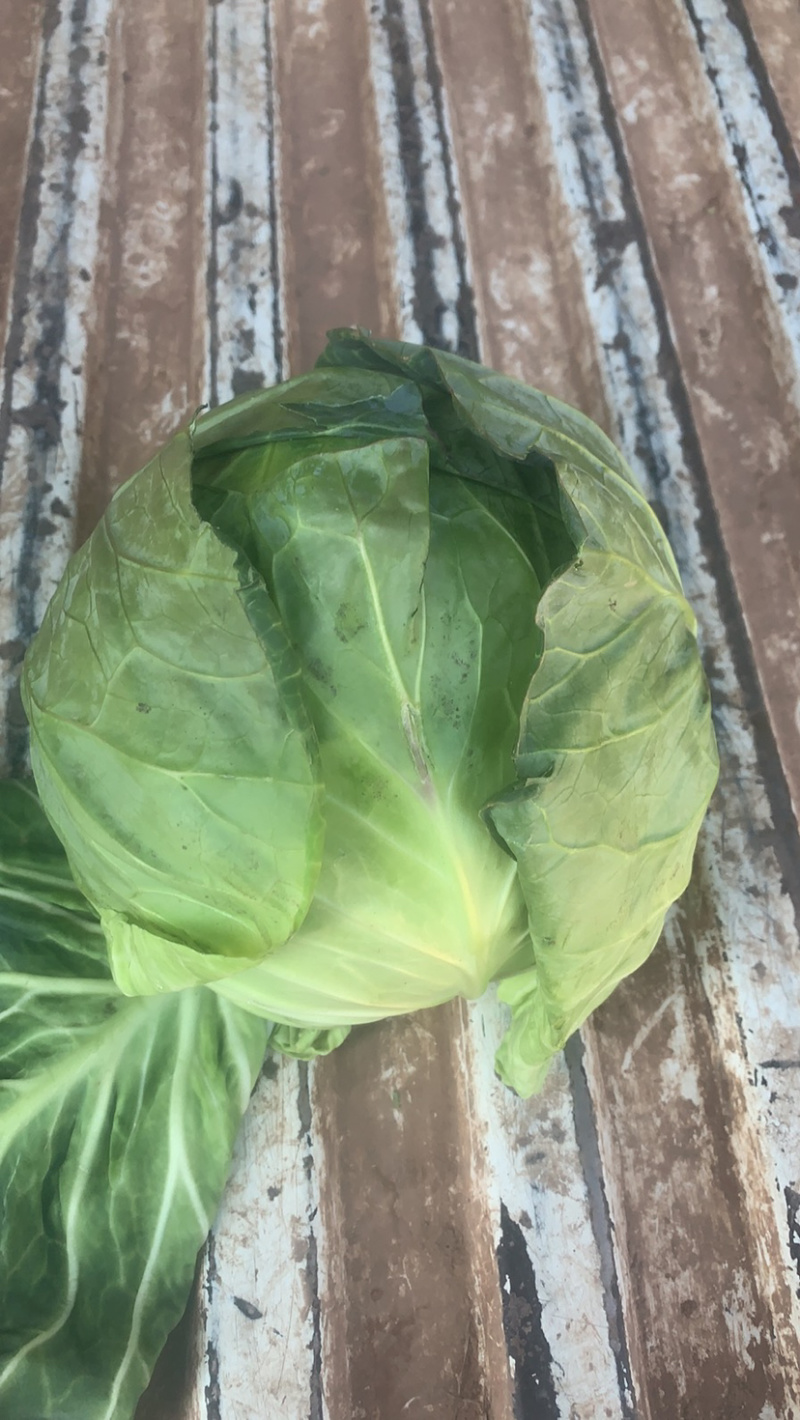 甘蓝现砍现装有二十亩