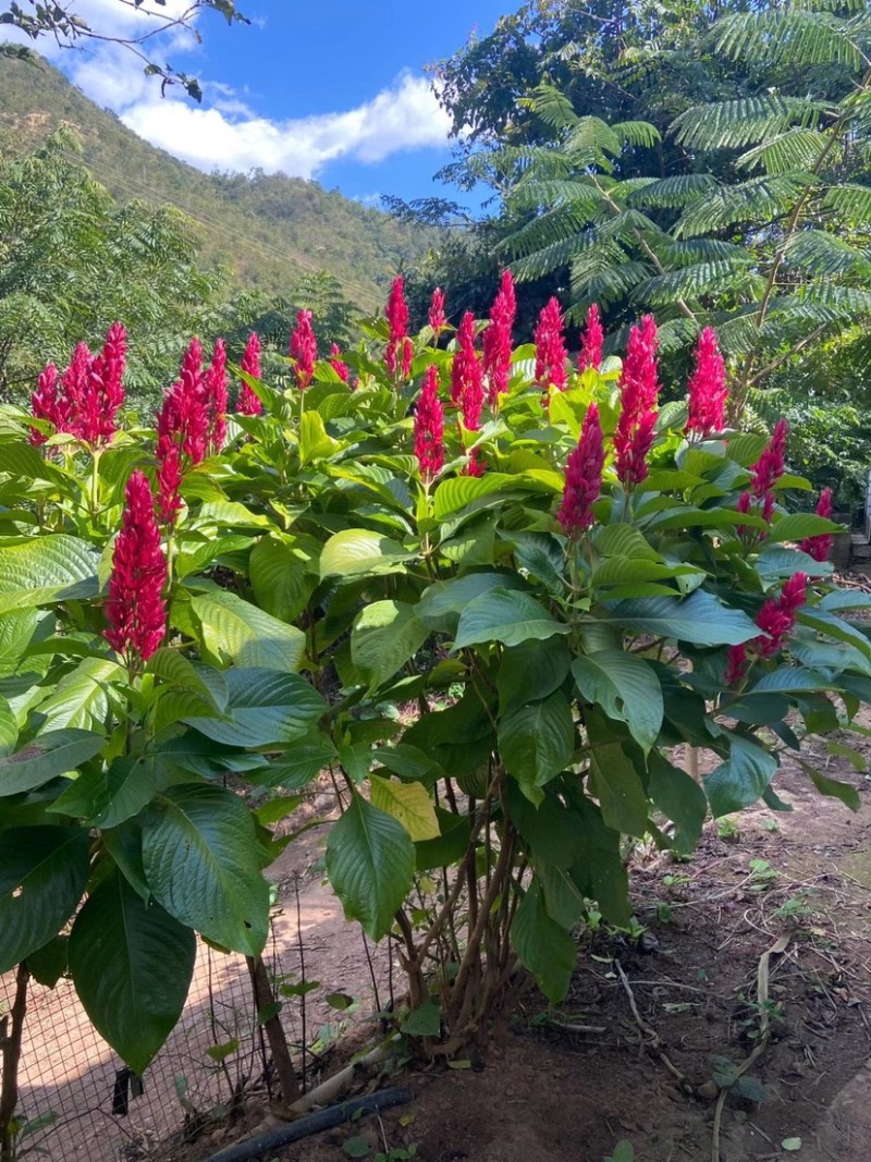 赤苞花稀有植物新款植物盆栽观花切花素材花期超长