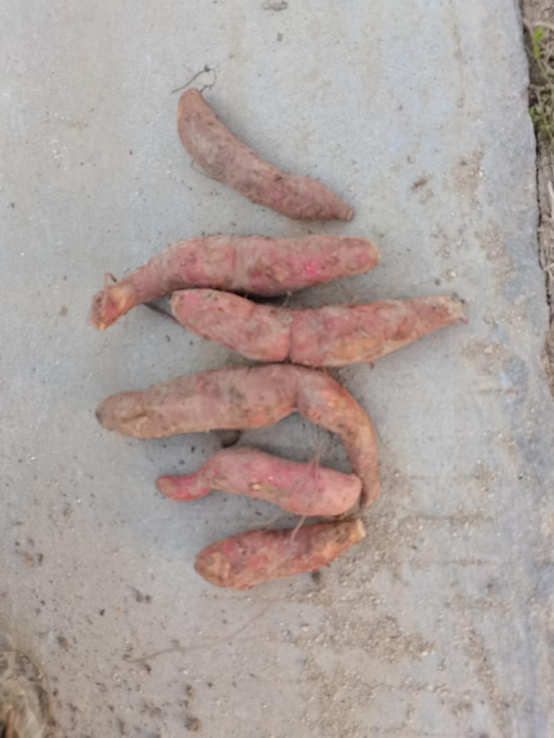 高温杀菌红薯19，专业育苗个头一两，出芽率高，
