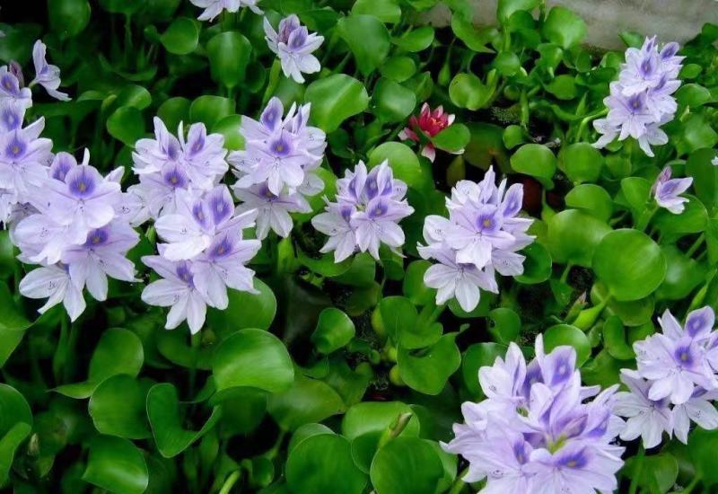 绿景水生凤眼莲(水葫芦)基地直销保质保量绿化工程专用