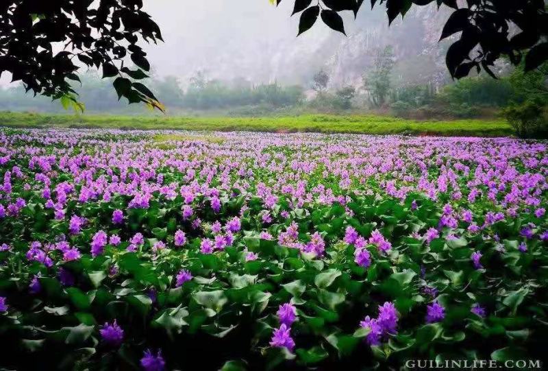 绿景水生凤眼莲(水葫芦)基地直销保质保量绿化工程专用