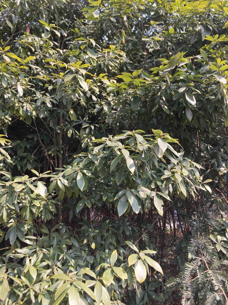 珍品金丝楠木树苗稀有品种