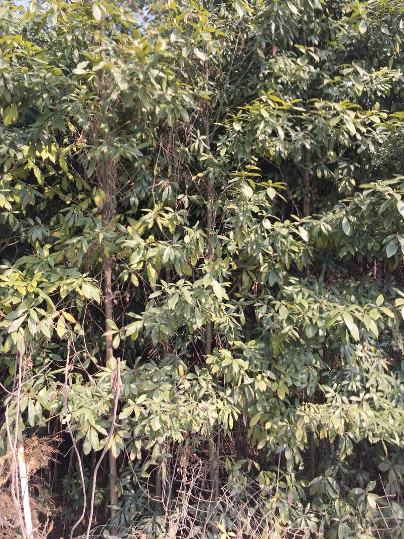珍品金丝楠木树苗稀有品种
