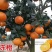 爱媛38苗果冻橙苗。三十五公分高起点。保证质量
