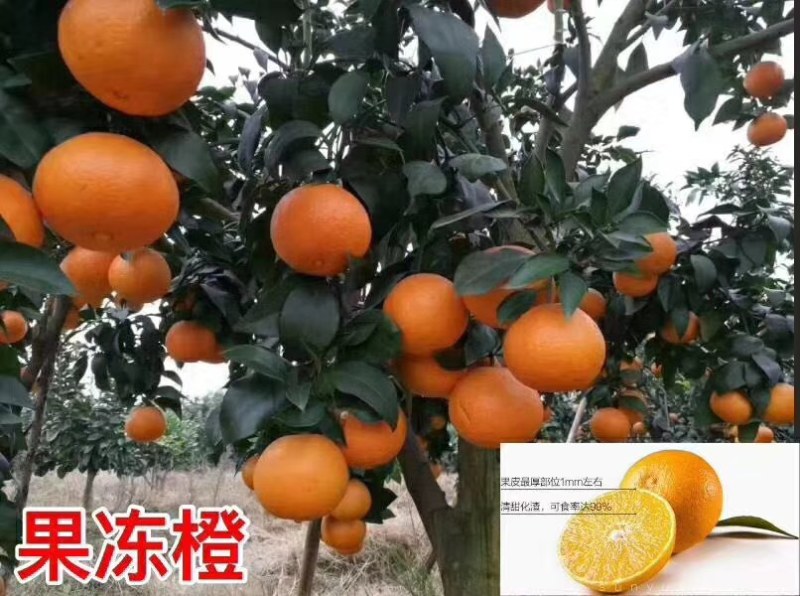爱媛38苗果冻橙苗。三十五公分高起点。保证质量