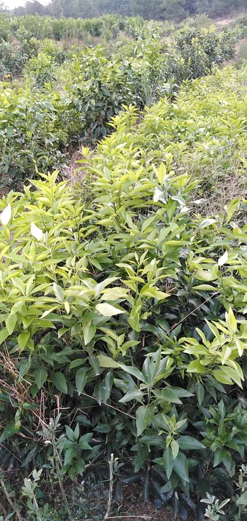 爱媛38苗果冻橙苗。三十五公分高起点。保证质量