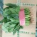 【热销】大量供应本地暖棚菠菜质量好。