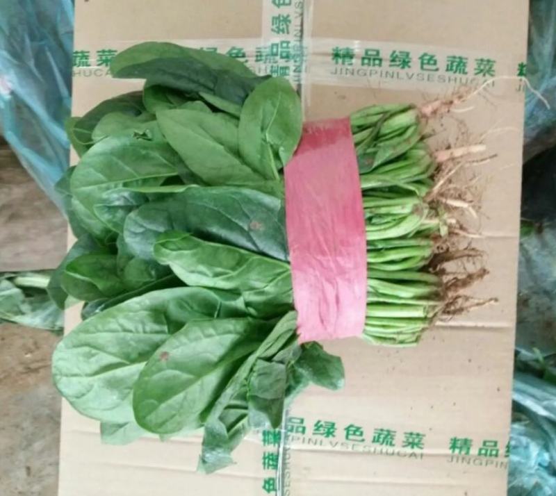 【热销】大量供应本地暖棚菠菜质量好。