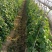 四季豆露天种植嫩绿色
