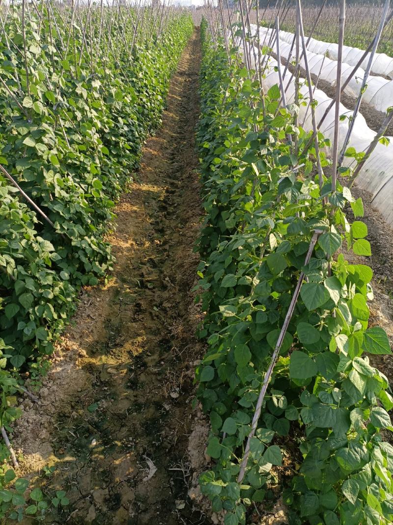 四季豆露天种植嫩绿色