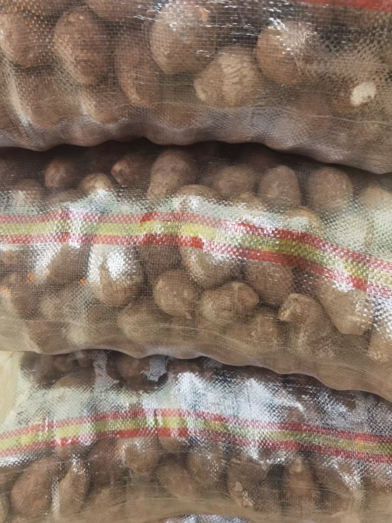 毛芋头，大量批发大中小规格齐全，全国发货