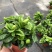 （90）栀子花盆栽广州发货现在无花苞不带花苞发货