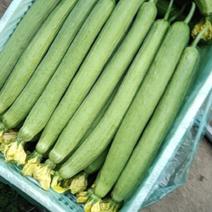 鲜花丝瓜30厘米以上精品通货量大