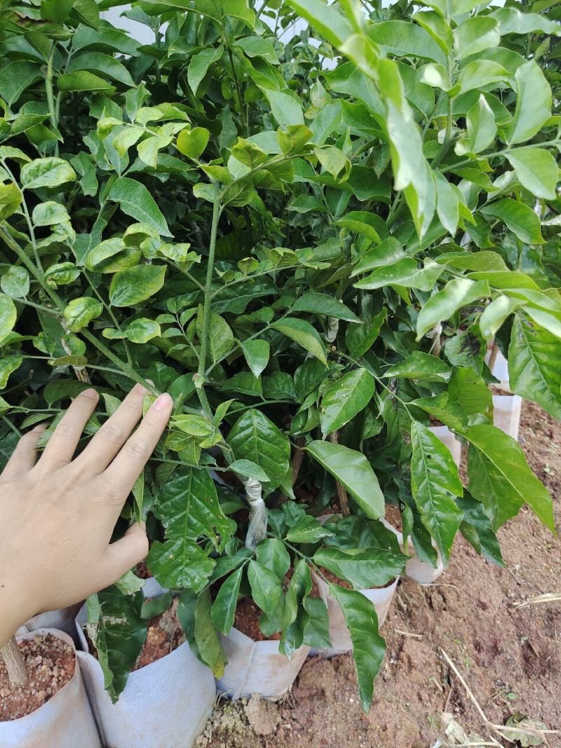 广西嫁接黄皮果树苗无核鸡心黄皮树苗黑黄皮冰糖黄皮果苗盆栽